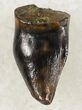 Nicely Preserved Thescelosaurus Tooth #20424-1